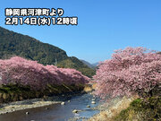 河津桜が見頃　週末はお花見日和に　静岡・伊豆