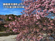 一足先に春の足音　青空の下で河津桜咲く　伊豆半島
