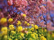 河津桜と菜の花　ピンクと黄色のコントラスト　神奈川・松田山        