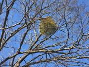 木の上のモコモコ、実は生き物だった　謎の生物「ヤドリギ」とは