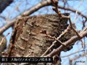 関西　今週の後半はソメイヨシノの蕾も膨らむ暖かさに　スギ花粉にも注意を!