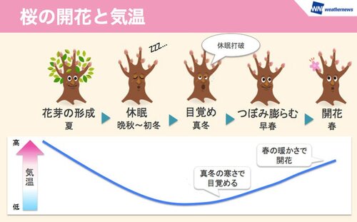 開花日の目安がわかる?東京の桜「400の法則」「600の法則」とは 開花日の目安がわかる?東京の桜「400の法則」「600の法則」とは