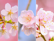 「桜・梅・桃」の違いはココに注目！簡単な見分け方