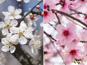 桜とそっくりな、この花の名前を知っていますか？