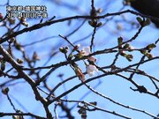 東京・靖国神社で桜が開花　昨年に並んで最も早い記録に
