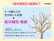 桜の開花日とは　標本木で5～6輪以上の花が咲いた状態となった最初の日
