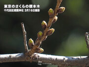 今年は生長の遅い桜のつぼみ　開花はもうしばらく先か