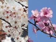 桜とよく似たこの花の名前、知っていますか？