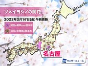 名古屋で桜開花　平年より1週間早く、2021年とならび最早タイ記録