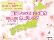 福岡でソメイヨシノ開花　今年全国でトップ