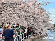 アメリカ・ワシントンD.C.の桜は早くも見頃　日本の桜は開花が遅れ気味