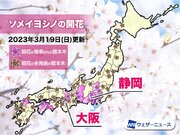 大阪で桜開花　昨年より4日早い　観測史上最も早い記録に並ぶ開花発表