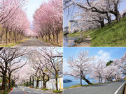 今年はお花見ドライブ　車で楽しめる「世界一の桜並木」とは        