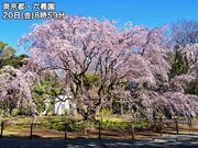 東京で枝垂れ桜が見頃に　ソメイヨシノも開花進む        