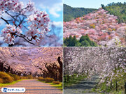 もっとも多い場所は3万本！ 全国の本数の多い桜の名所ランキング