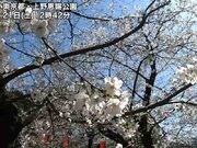 東京都心の桜見頃間近　連日の暖かさで開花進む        