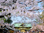 今週末は上野公園や目黒川沿いで桜が満開予想　お花見に見頃な名所を紹介