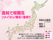 高知で桜が開花　今年全国で1番目のソメイヨシノ開花発表