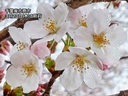 関東各地で次第に雨　咲き揃った桜の花びらを濡らす