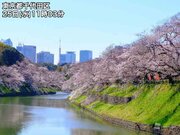 東京　青空に満開の桜は明日26日(木)で見納めか        