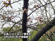 広島で桜開花　宮崎・高知に続き今年3番目のソメイヨシノ開花発表