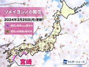 宮崎で桜開花　平年より遅い発表　今年は高知に続き2番目のソメイヨシノ開花発表