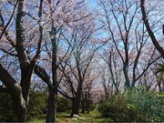 桜開花情報　今週末は満開を迎えるがあいにくの雨に        