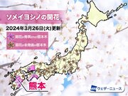 熊本でソメイヨシノ開花　平年より4日遅い桜開花発表に