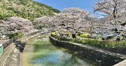 京都で桜を満喫できる時間帯別オススメコース