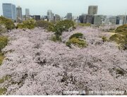 九州　今週　桜満開の便り続々と　4月初めは「花冷え」　遅霜などに注意