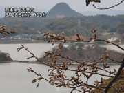 九州は咲き出した桜を濡らす雨　帰宅時間は関東まで雨の範囲が拡大