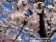 季節外れの暖かさ落ち着く　この時期らしいお花見日和に　28日(月)夜桜はヒンヤリ