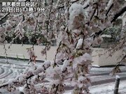 東京は桜満開後に積雪　1969年以来51年ぶり        