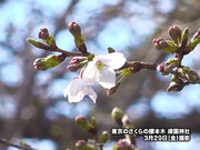 東京で桜の開花発表　昨年より半月も遅い観測　12年ぶりの遅さ