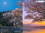 写真家・水野克比古氏に教わる、桜写真の簡単撮影テクニック