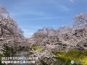 大阪、京都、名古屋などで桜満開　九州から関東は桜が見ごろ　来週は北陸や東北南部も
