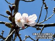 大阪で桜の開花発表　昨年より11日遅い観測　8年ぶりの遅さ