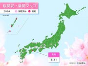高知で桜が満開　ソメイヨシノの満開発表は今年全国で初めて