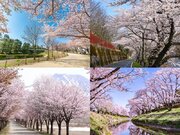 お花見ドライブで楽しむ「世界一の桜並木」
