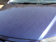 車の花粉ジミ対策は「お湯」が効果的　花粉から車を守る方法