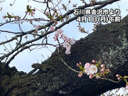 桜前線は北陸まで北上　金沢や福井でソメイヨシノが開花