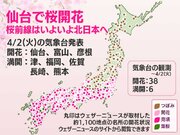 今日の桜開花状況 4月2日(火)　桜前線は東北へ到達　福岡などは満開に