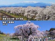 桜前線は足早に東北を北上中　青森・弘前公園も来週には開花か