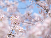 桜（ソメイヨシノ）の見頃と散り始めのサイン