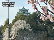 名古屋で桜満開　昨年より11日遅い発表　気象台構内の標本木で観測