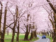 「世界一の桜並木」などドライブで楽しめる桜並木