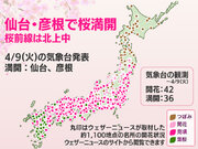 今日の桜開花状況 4月9日(火)　仙台と彦根で満開、桜前線は北上中