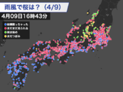 九州から関東は桜が散り始める　雨や風の強まりが影響