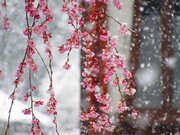 【雪と桜】関東甲信で桜隠し　満開の桜に積もる雪        
