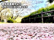 桜の季節は後半戦　週末はお花見チャンス